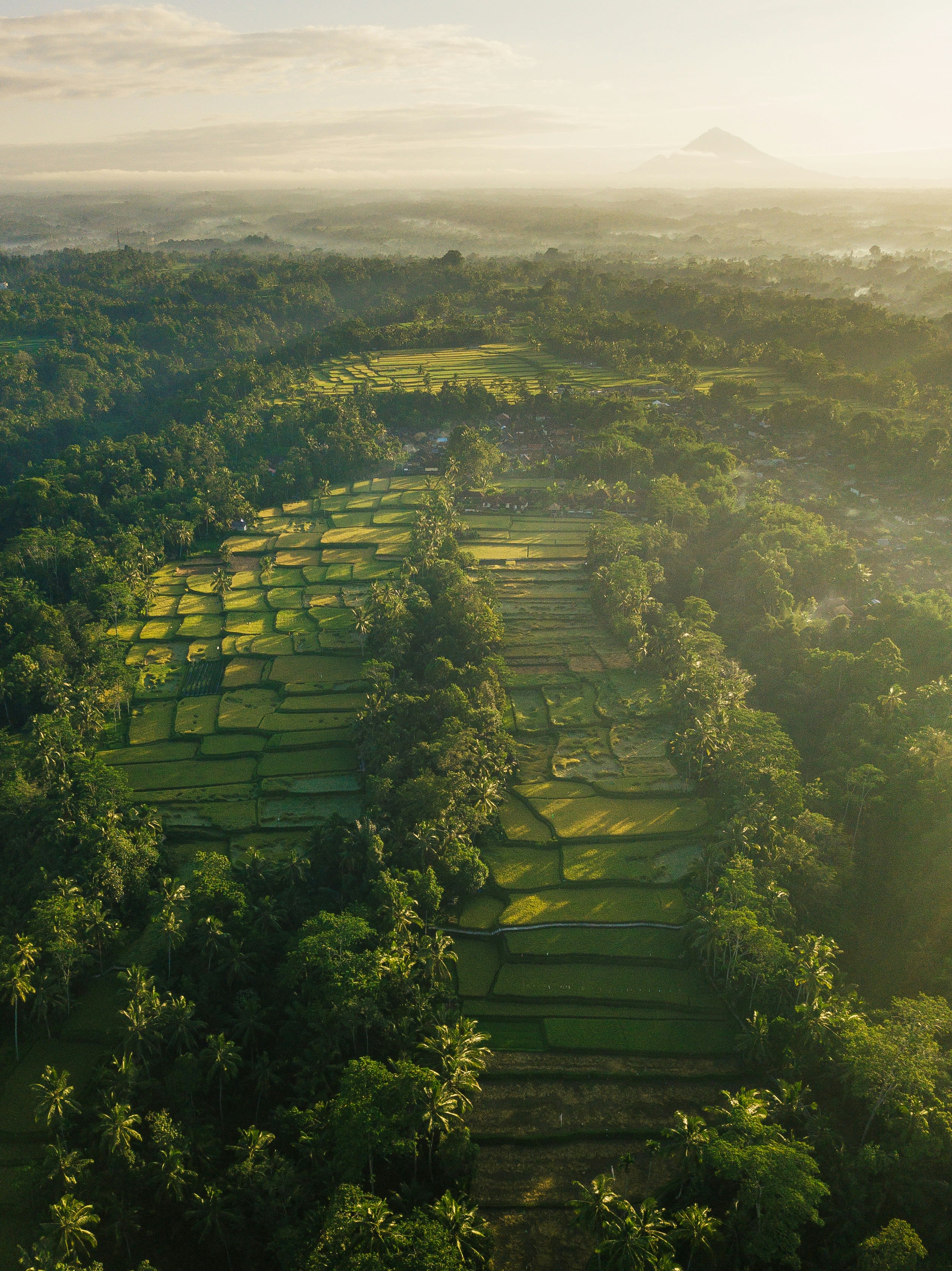 A tropical rainforest, which has been partly cleared to create rice paddies.