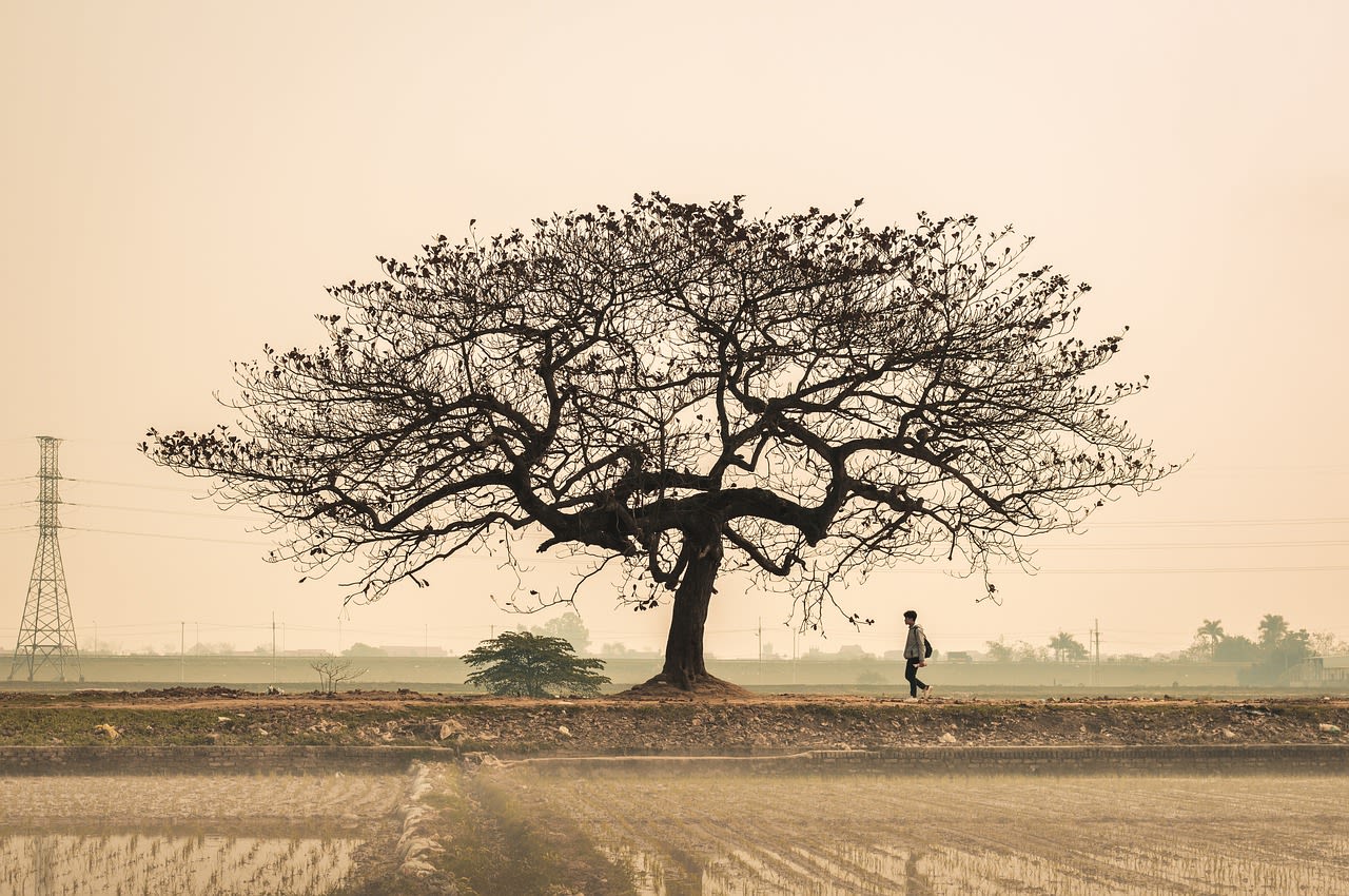 A tree situated in the middle of industrialised land in the tropics. It is surrounded by farmland, with a telephone pole in the background and a man walking under it.