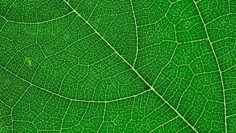 Underside of a bright green leaf and its network of capillaries