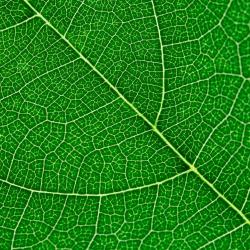 Underside of a bright green leaf and its network of capillaries