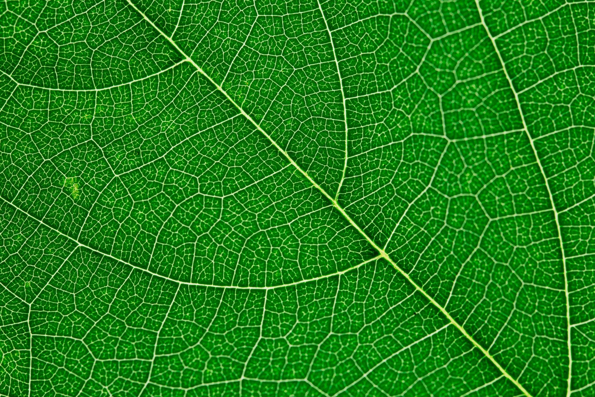 Underside of a bright green leaf and its network of capillaries