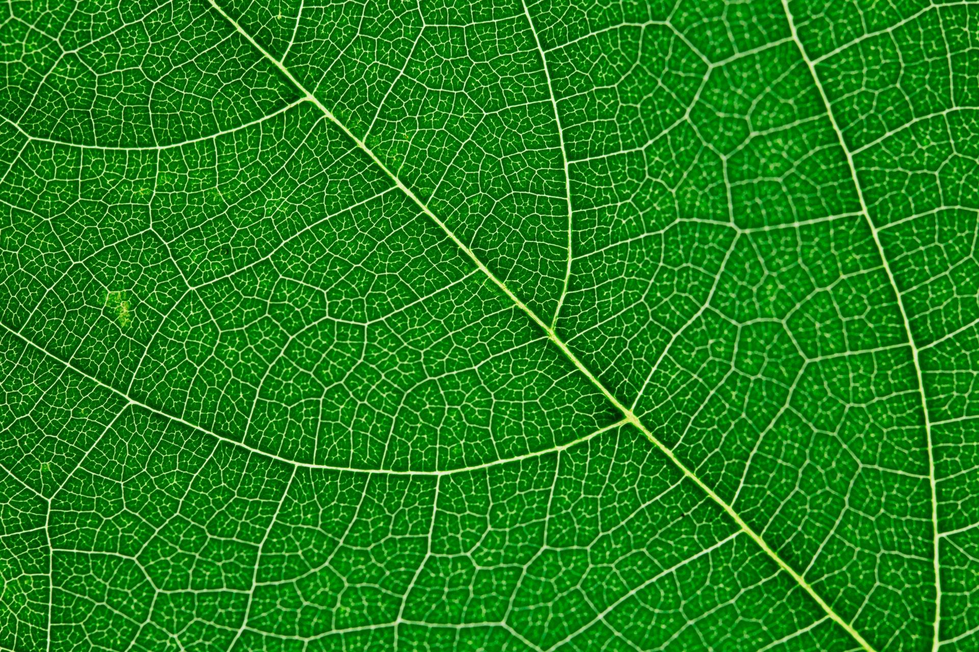Underside of a bright green leaf and its network of capillaries